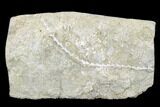 Archimedes Screw Bryozoan Fossil - Alabama #178246-1